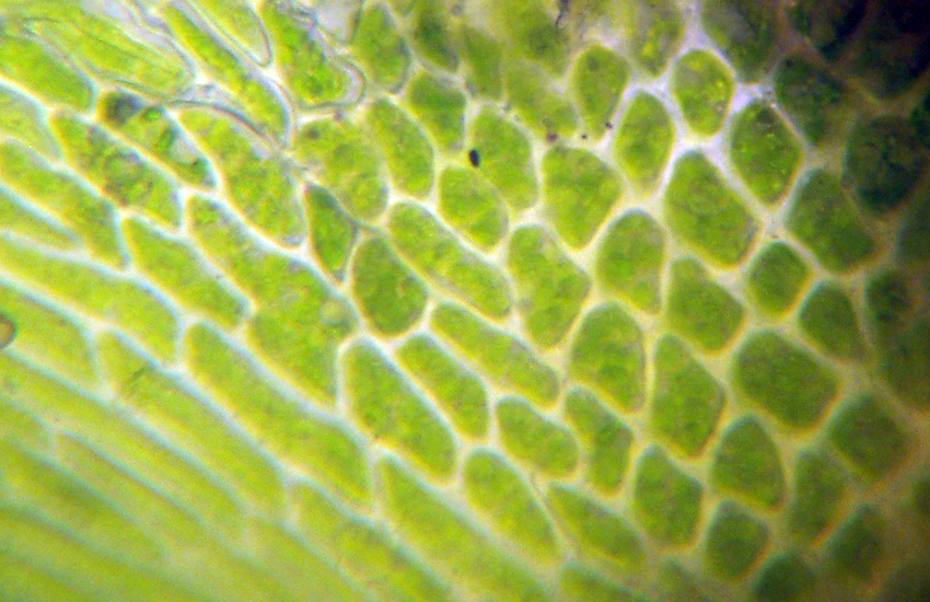 Muschi identificati con Dryades?